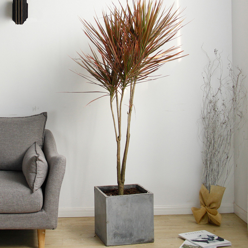 供应七彩马尾铁 彩叶龙铁树三色龙血树 客厅室内大型盆栽绿植