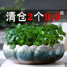 铜钱草花盆水仙花睡莲碗莲无孔家用陶瓷特价清仓水养水培多肉路师