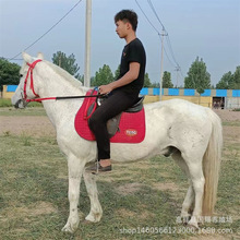 江苏徐州哪里出售矮马 广西德保矮马多少一匹 观赏影视景区马匹