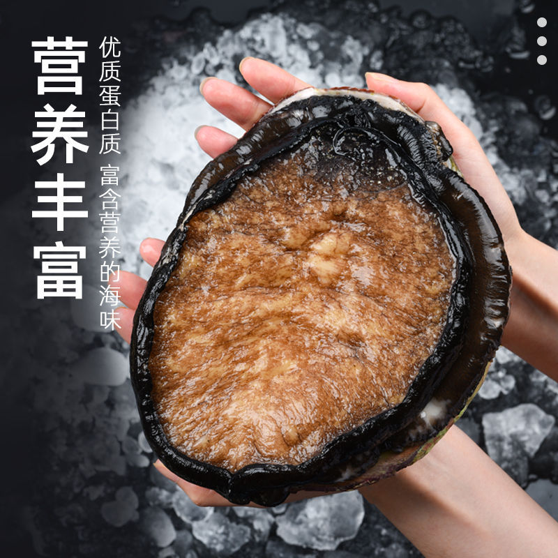澳洲大鲍鱼深海黄金鲍特大新鲜水产海鲜冷冻大澳鲍400-500克1只装