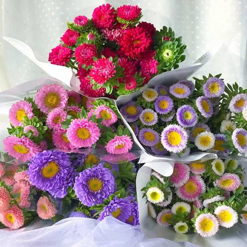 【翠菊】云南鲜花批发 昆明斗南基地市场新鲜切花 批发云南小翠菊