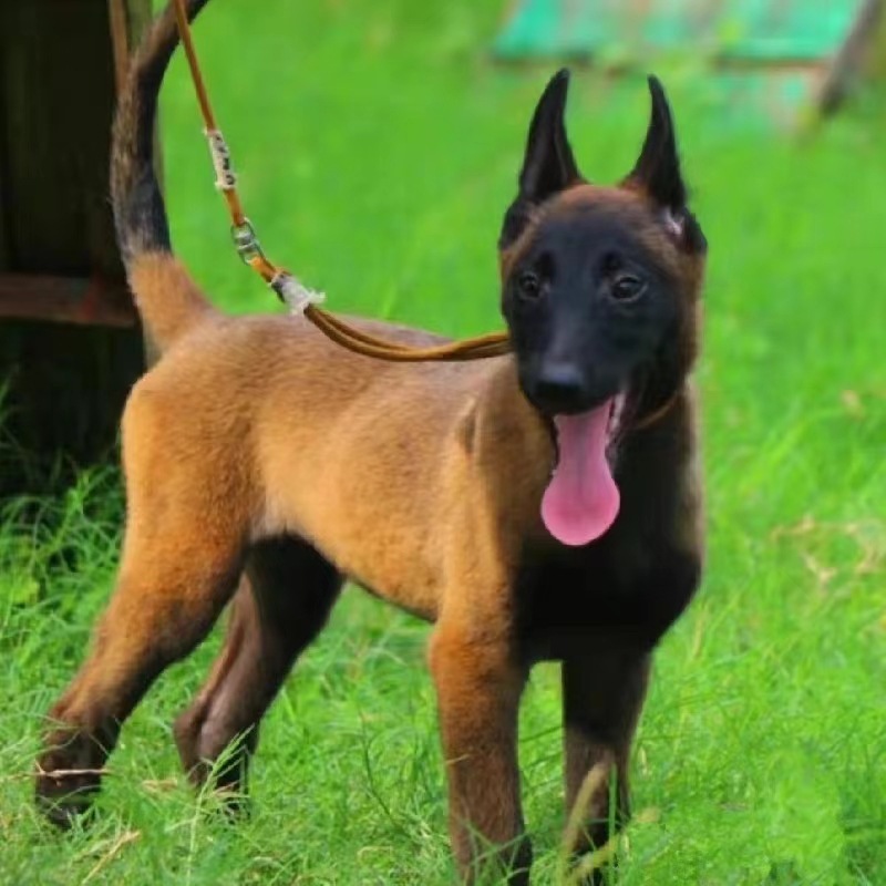 马犬活体幼犬 纯种马犬活体护卫级马犬幼犬看家护院-阿里巴巴