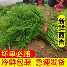 小茴香菜新鲜山东蔬菜荤香包邮大回香苗不带根包饺子包子馅2斤4斤