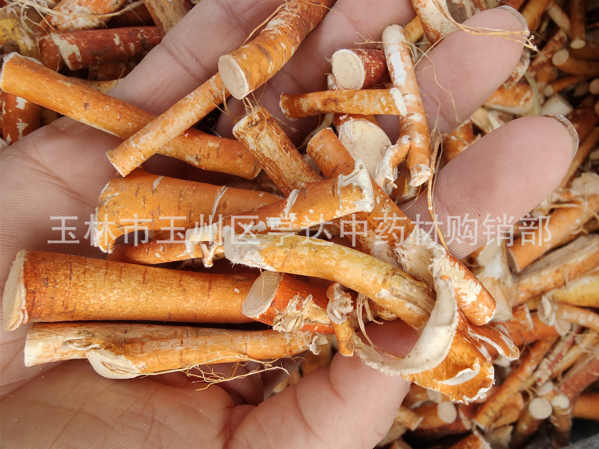 一手货源五指牛奶 五指毛桃小根节新货香味浓