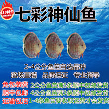 七彩神仙鱼 高品质淡水热带鱼观赏鱼2-4公分活体鱼苗渔场包邮促销
