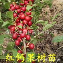 钙果树苗农大钙果苗中华钙果树苗欧李树苗盆栽果苗南北方种植树苗