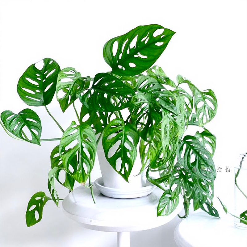 安第斯花园 姬龟背竹 室内耐阴盆栽 垂吊长藤植物 开背龟背竹