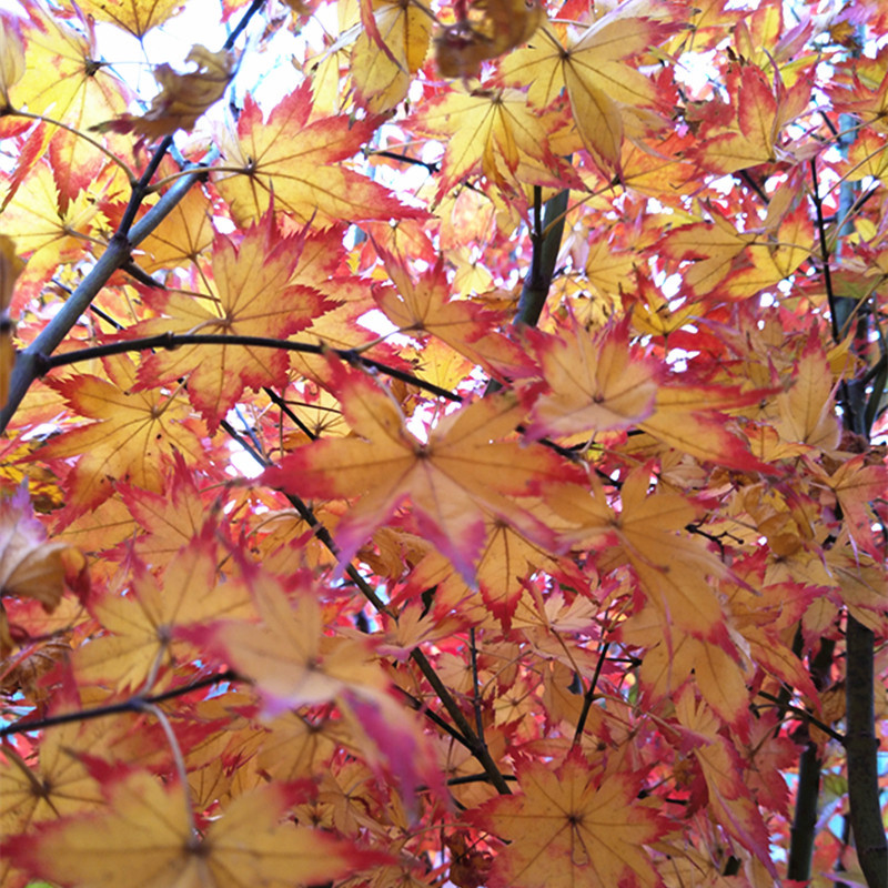 秋爪红枫树 树形开张 日本红枫 日式庭院主树 室外耐晒枫树大苗