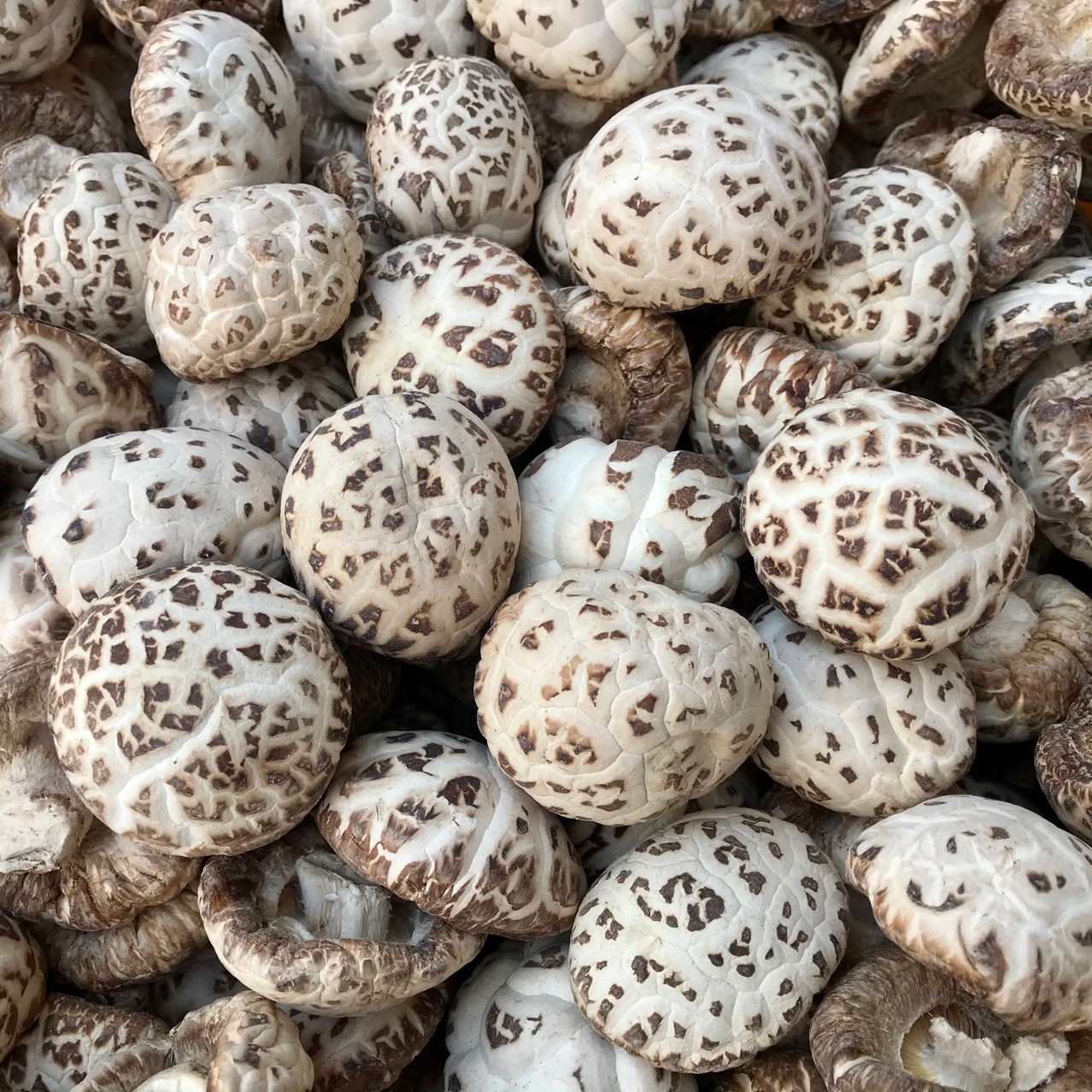 泌阳天白花菇干货剪脚剪脚干香菇冬菇肉厚蘑菇食用菌农产品批发