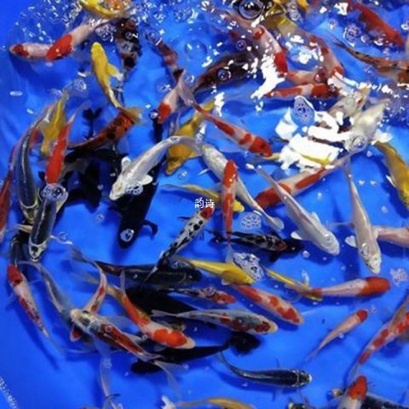 鱼苗金鱼活体观赏鱼小鹤顶红头帽鱼红子头鸿运当头冷水鱼红独立站