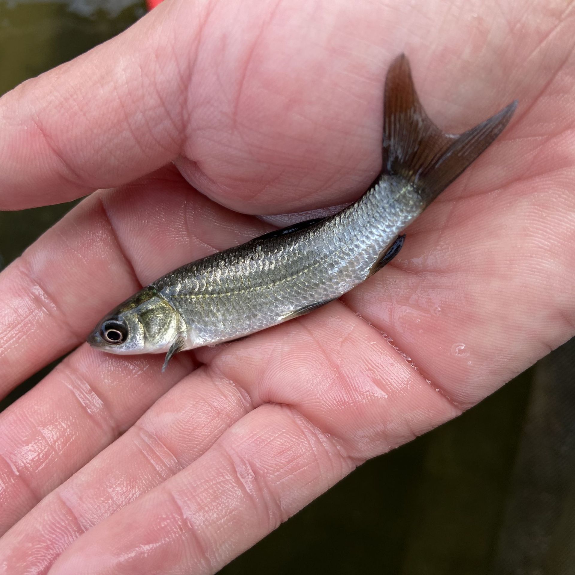 【优质鱼苗】青鱼苗批发 青鲩鱼苗 乌鲩 螺蛳鲩鱼苗 黑鲩四大家鱼
