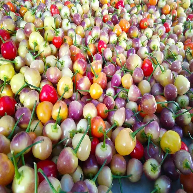 有货七彩椒辣椒新鲜广西特产珍珠椒五彩椒现摘现发五色灯笼椒包邮