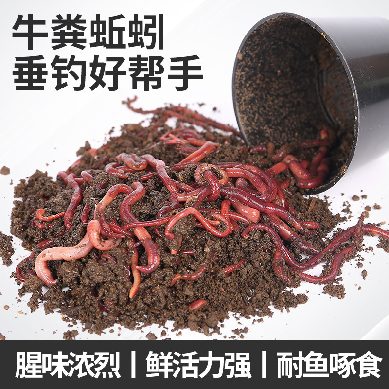 垂钓饵料龟食钓鱼红蚯蚓活体鱼饵野钓鲜活地龙30-50条100克盒装