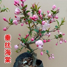 海棠花盆栽地栽好养易活阳台年宵花四季海棠落叶耐寒庭院室内绿植