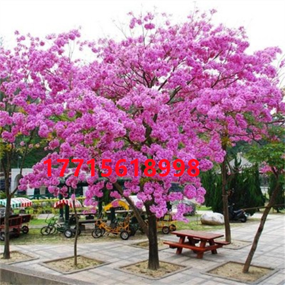 粉花风铃凤凰木树苗特大红花楹树苗盆栽植物园林庭院绿化苗风景树