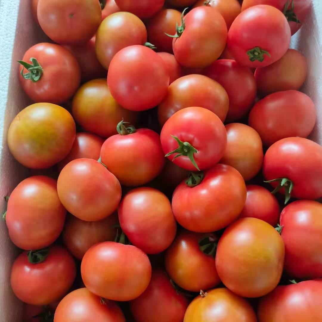 山东草莓番茄新鲜西红柿生吃番茄酸甜多汁自然熟水果5斤