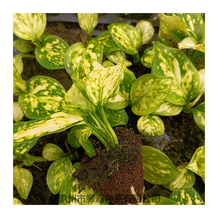 新品粗肋草白如意树苗景观绿植盆栽室内桌面植物小盆栽