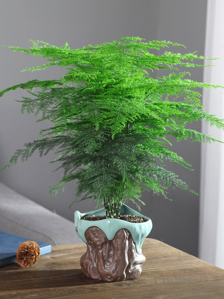 文竹盆栽室内好养花卉植物客厅书房大型盆景办公桌四季常青小绿植