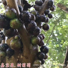 台湾嘉宝果树苗果树四季早生沙巴南北方种植当年结果盆栽树葡萄苗