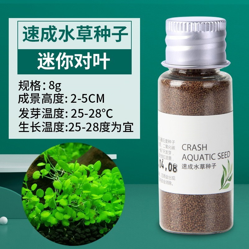 Yee Fish Tank Water Grass Seed Wholesale Landscape Pair Leaf Water Grass Mud Real Aquatic Plants Lazy Water Plants Ox Hair Water Plants