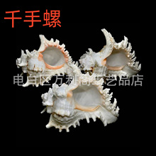 天然海螺 标本螺 千手螺  收藏摆件工艺品水族造景