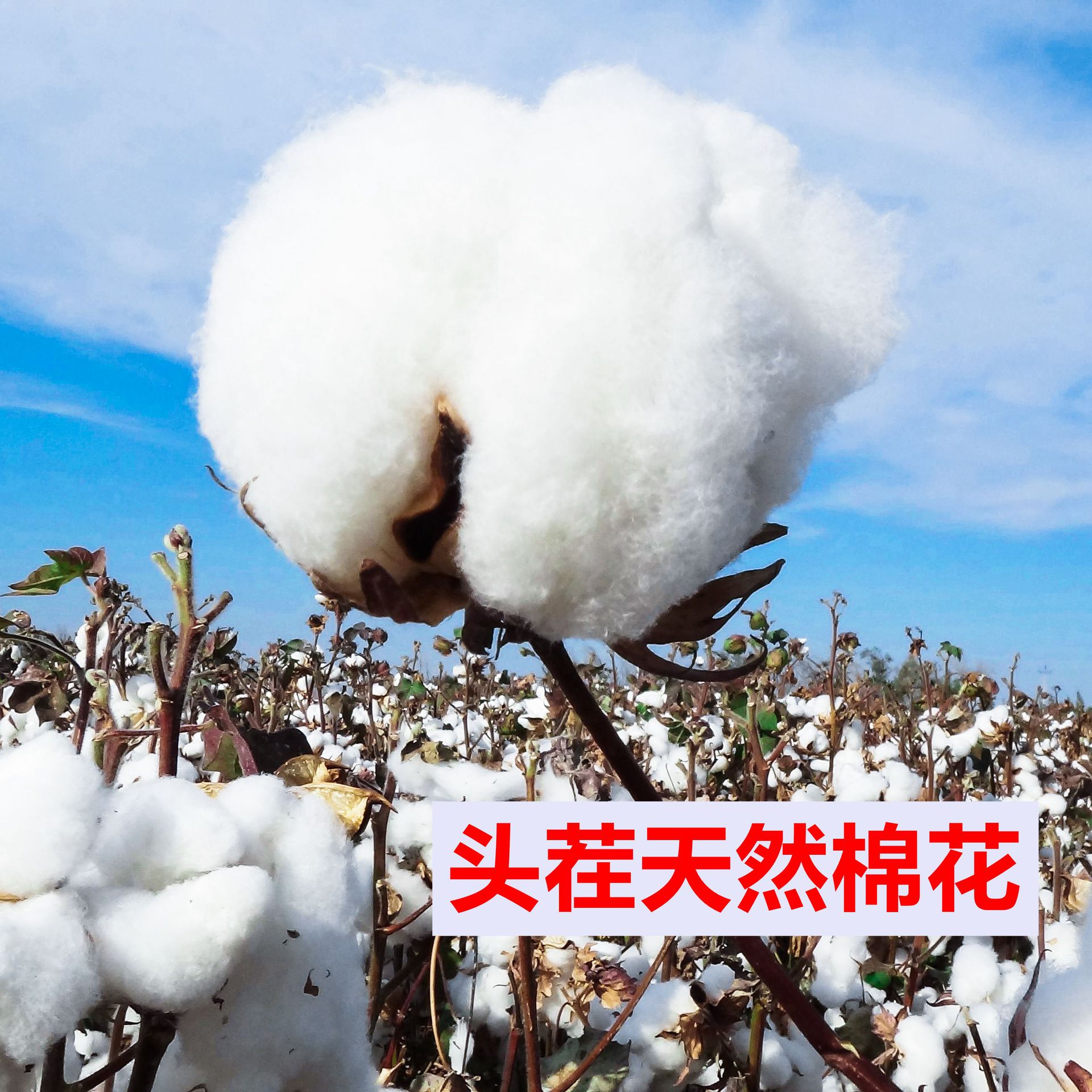 压缩可水洗棉花新疆长绒棉花被婴儿包被宝宝棉衣棉裤尿垫填充物