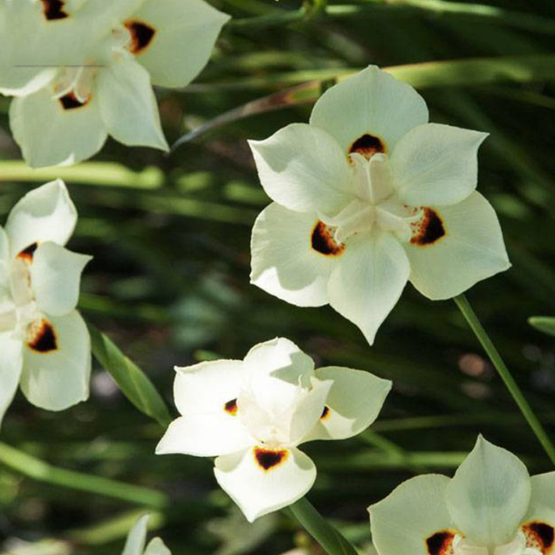 现货批发双色野鸢尾 湿地绿化非洲野鸢尾 人工湿地公园水生植物