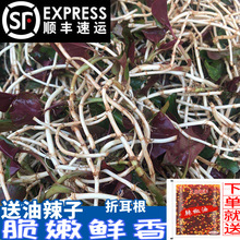 顺丰包邮四川折耳根2斤新鲜鱼腥草猪鼻孔现挖野菜蔬菜嫩叶凉拌菜