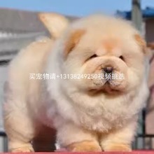 松狮幼犬纯种活体面包嘴奶白色黑色大型宠物狗赛级家养松狮犬幼崽