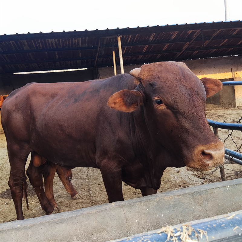 出售夏洛莱活牛价格 西门塔尔牛 利木赞孕牛肉牛犊牛苗小牛崽种牛