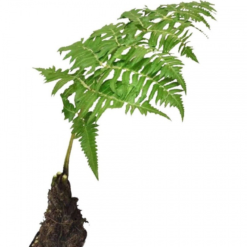 仿真绿植蕨类植物网红文艺蕨类一叶蕨花卉禅意景观盆栽去造景观叶