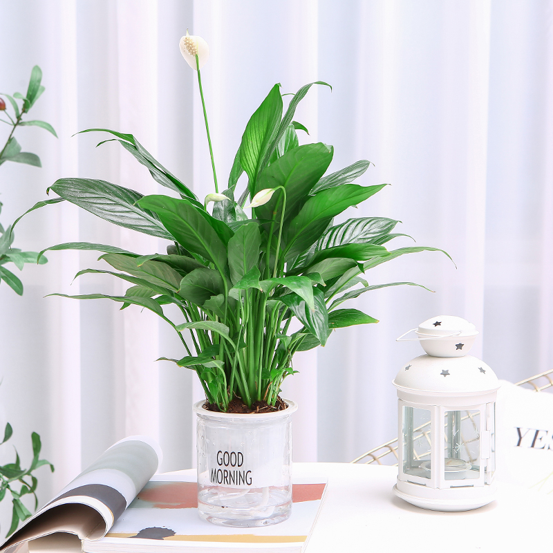 批发水培红掌白掌盆栽一帆风顺花卉植物室内好养绿植鸿运当头四季