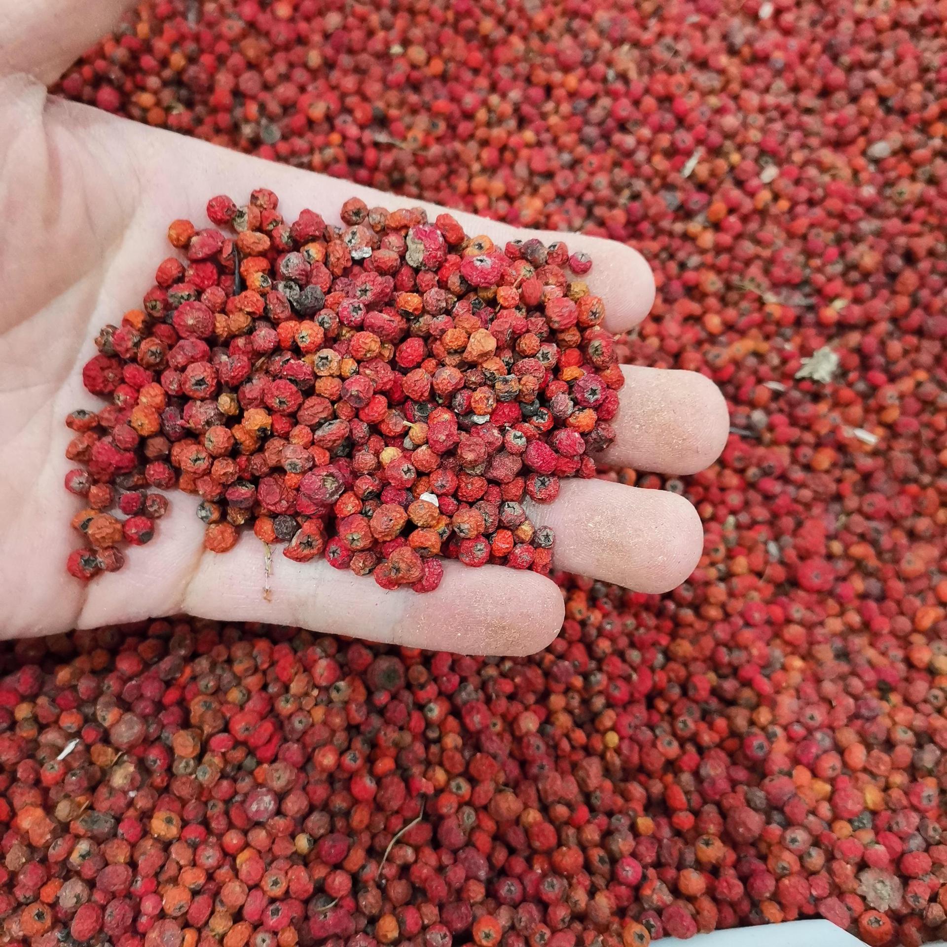 果火棘种子-果火棘种子厂家,品牌,图片,热帖-阿里巴巴