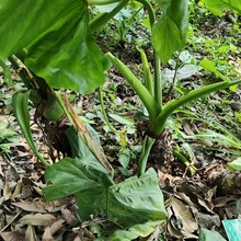 野外大海芋 野芋头 滴水观音 根薯整条 外用药材