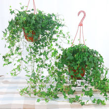 常春藤盆栽好养易活植物室内垂吊吊兰四季常青绿植厂家速卖通批发