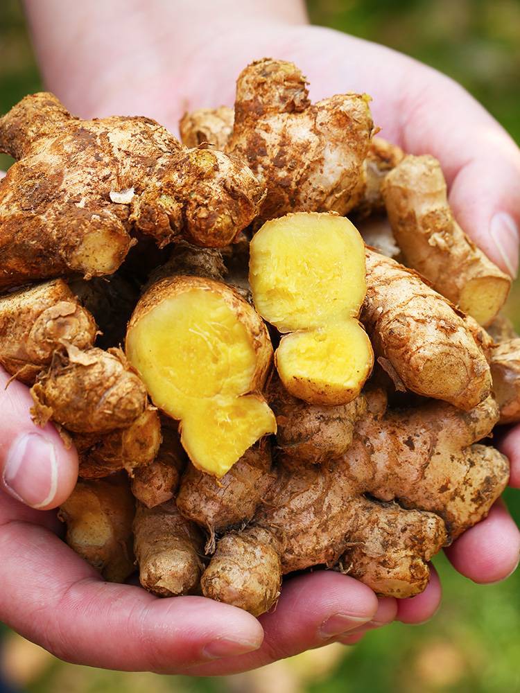 云南小黄姜5斤罗平新鲜生姜现挖沙姜小黄姜老姜土姜包邮月子姜10-阿里