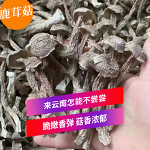 鹿茸菇鹿茸菌干货250g云南特产无添加农产品菌类营养菇干香菇煲汤