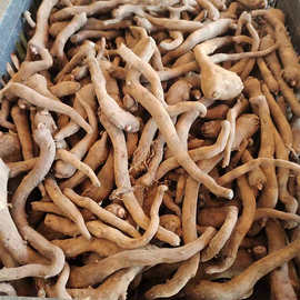 白魔芋种子一代芋鞭云南高产芋种籽脱水消毒优质种球种苗