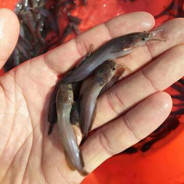 本地塘鲺鱼苗 塘角鱼苗 胡子鲶鱼苗 大口鲶 华广水产活体批发包邮