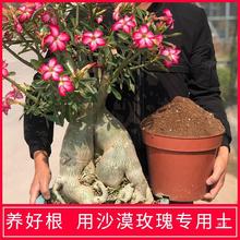 沙漠玫瑰植物配方土有机营养土仙人球多肉可用家庭盆栽花土