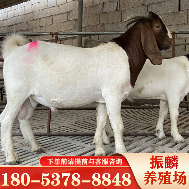 养殖场出售 波尔山羊 大耳朵羊 怀孕大母羊 波尔山羊种公羊苗