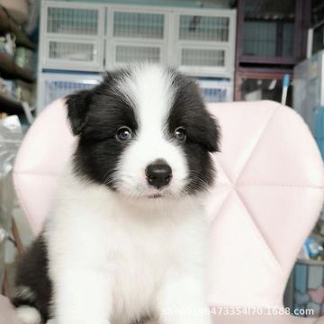 边牧犬边境牧羊犬幼犬活体黑白陨石色边境牧羊犬中型边牧活体宠物