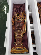 波士顿龙虾生冻波斯顿大虾食用水产速冻海鲜超大加拿大波龙特卖生