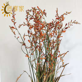 厂家批发火焰兰干花花束 天然风干真花乾燥花干花客厅装饰摆件