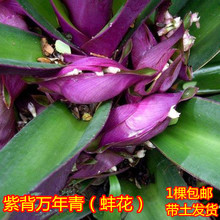 一件代发紫背万年青盆栽植物室内好养花卉四季常青紫锦兰蚌兰庭院