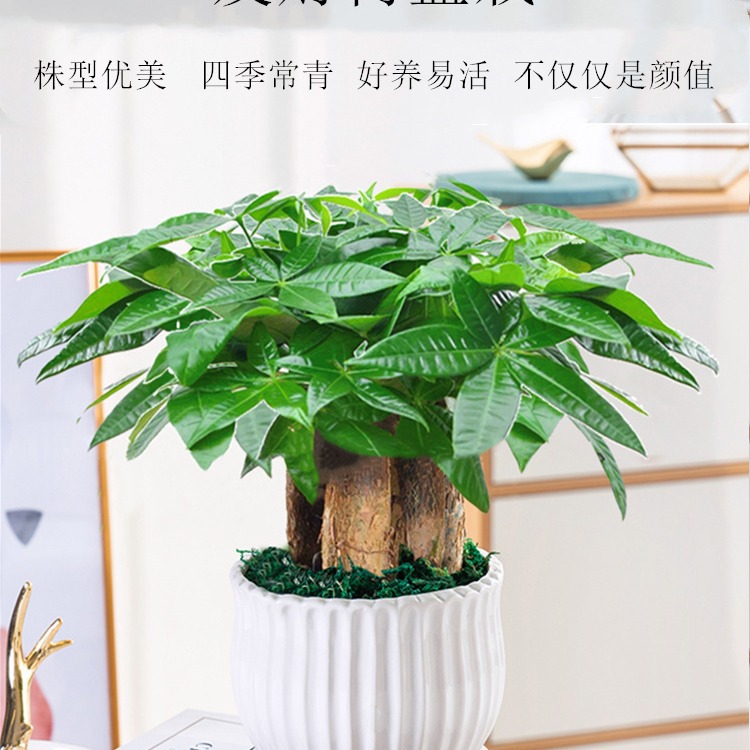 发财树盆栽易活植物室内客厅绿植小盆景四季常青办公室内盆栽花卉