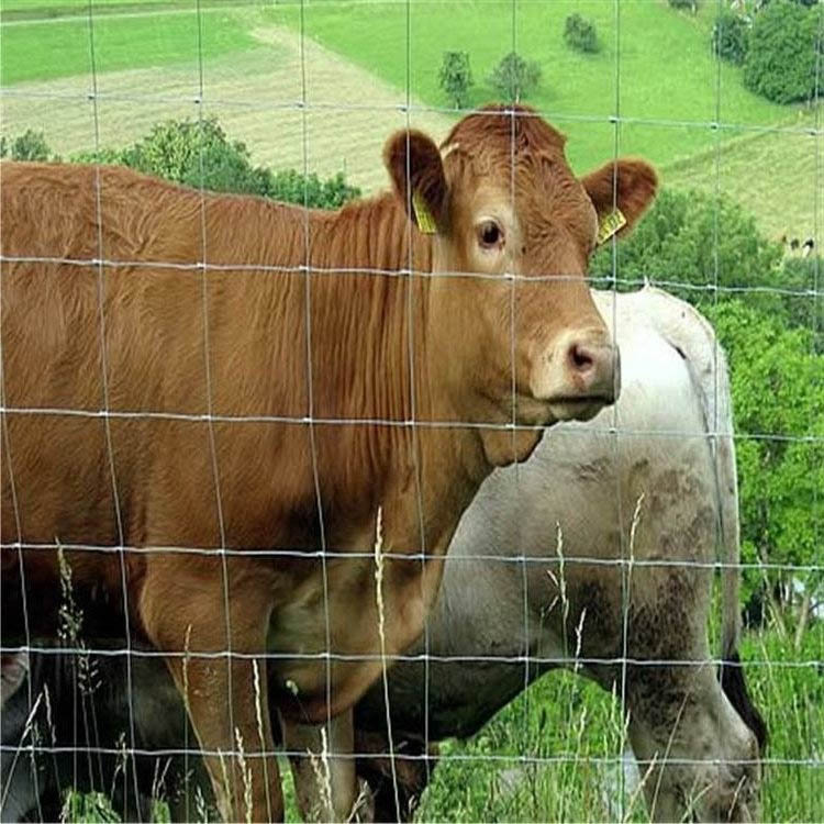 草原养殖牛栏网批发热镀锌防锈铁丝网果园防护隔离网牛羊鹿围栏网