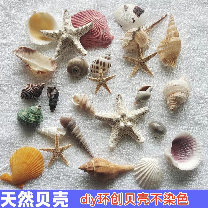 天然贝壳海螺真品幼儿园儿童贝壳diy材料手工制作材鱼缸造景装饰