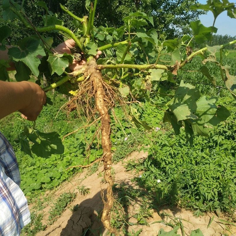 苍耳根农村采摘苍耳子苍耳子根2020新晒干货苍耳草根切断包邮