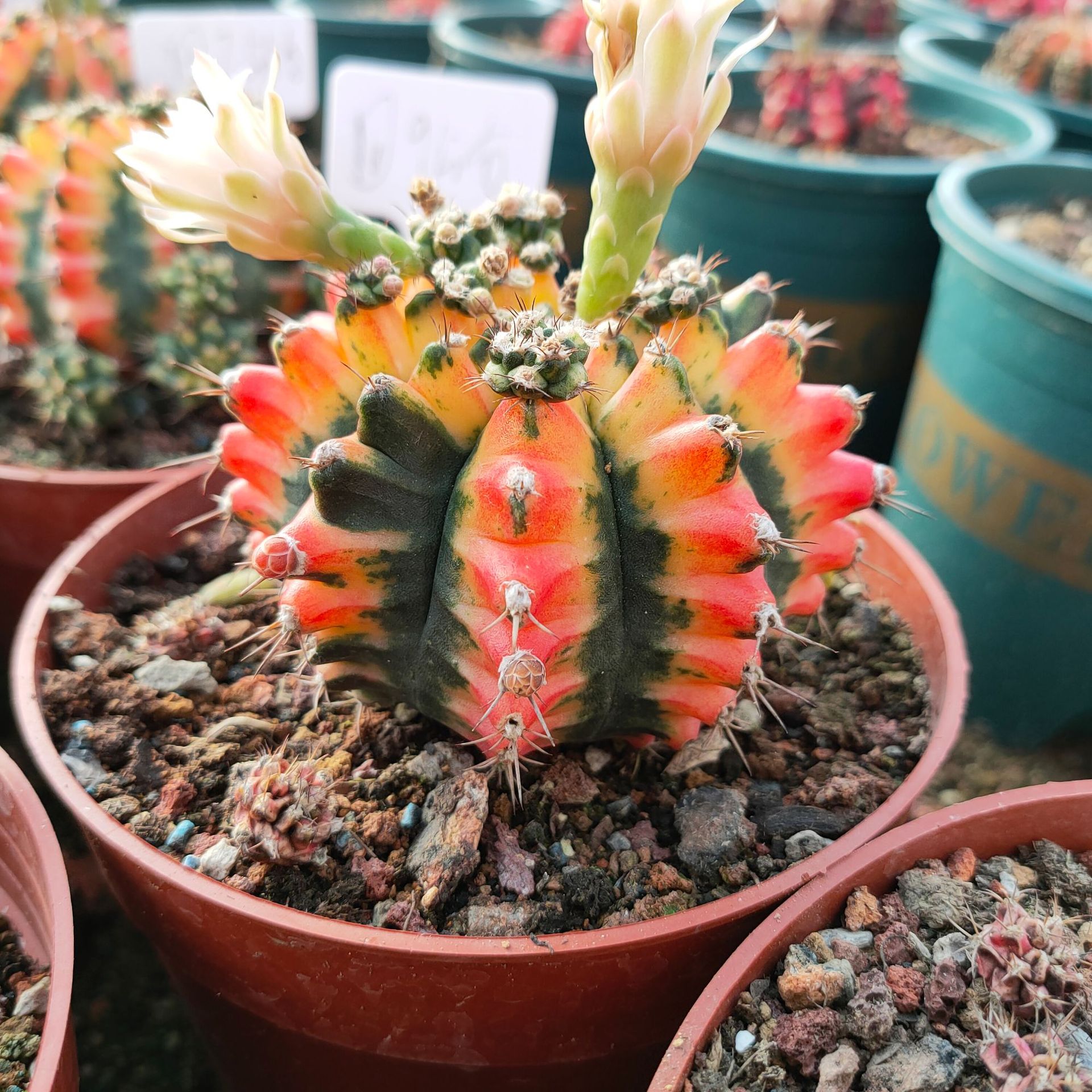 花蝴蝶肋骨牡丹锦仙人球仙人掌多肉植物实图均可一物一拍绯牡丹